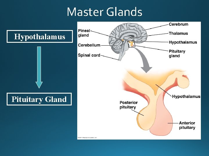 Master Glands Hypothalamus Pituitary Gland 