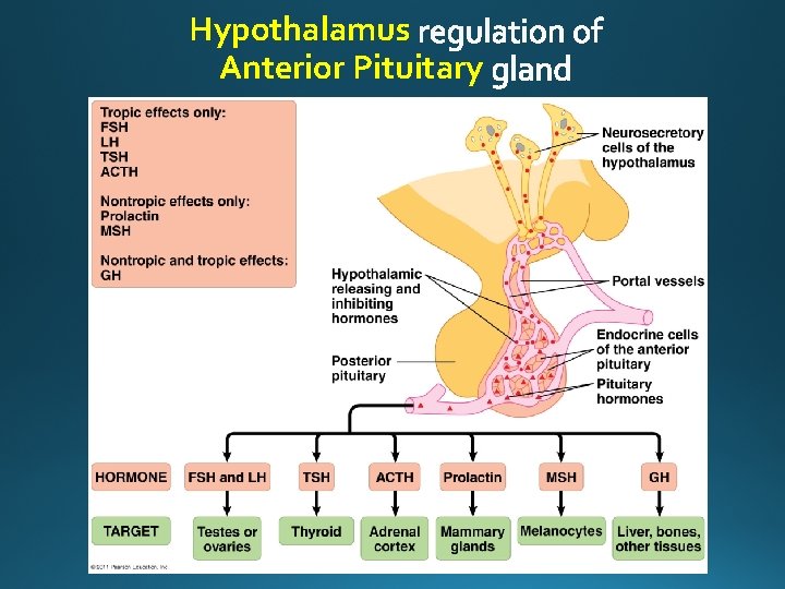 Hypothalamus Anterior Pituitary 