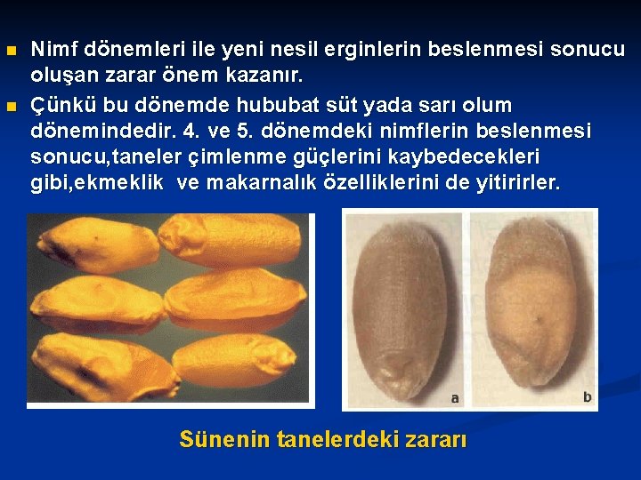 n n Nimf dönemleri ile yeni nesil erginlerin beslenmesi sonucu oluşan zarar önem kazanır.