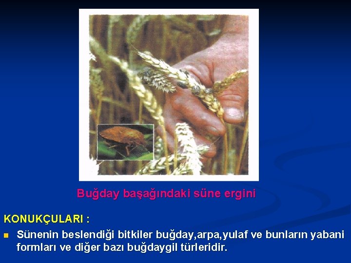 Buğday başağındaki süne ergini KONUKÇULARI : n Sünenin beslendiği bitkiler buğday, arpa, yulaf ve