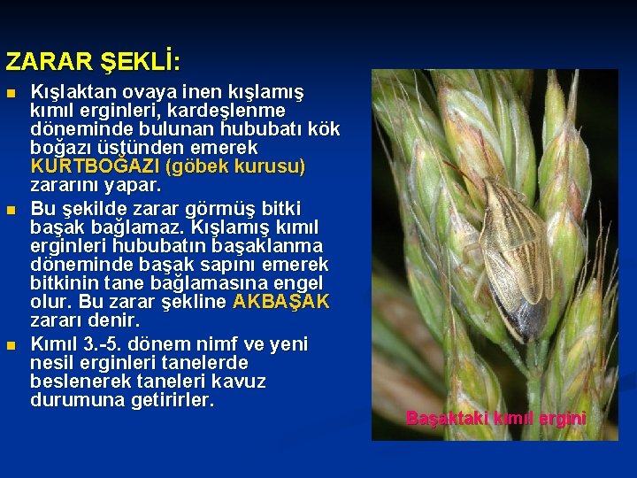 ZARAR ŞEKLİ: n n n Kışlaktan ovaya inen kışlamış kımıl erginleri, kardeşlenme döneminde bulunan