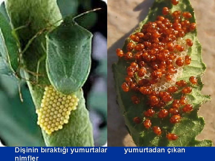 Dişinin bıraktığı yumurtalar nimfler yumurtadan çıkan 