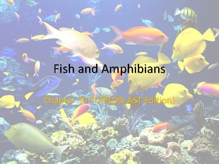 Fish and Amphibians Chapter 30 TURBOBLAST Edition! 