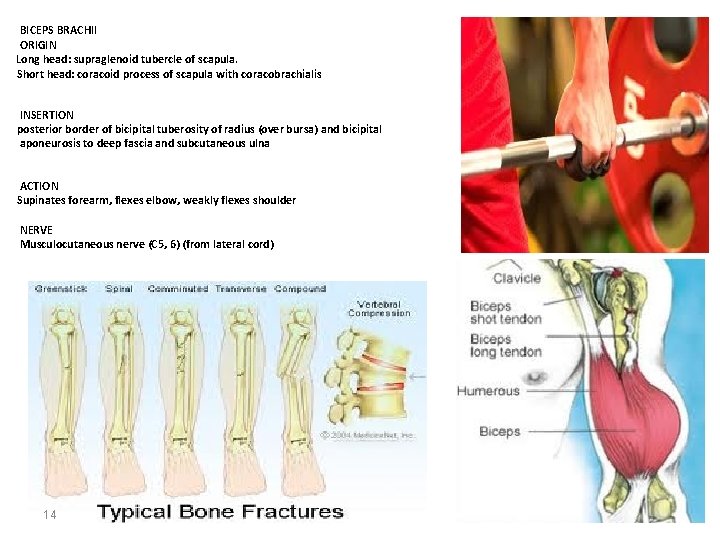 BICEPS BRACHII ORIGIN Long head: supraglenoid tubercle of scapula. Short head: coracoid process of