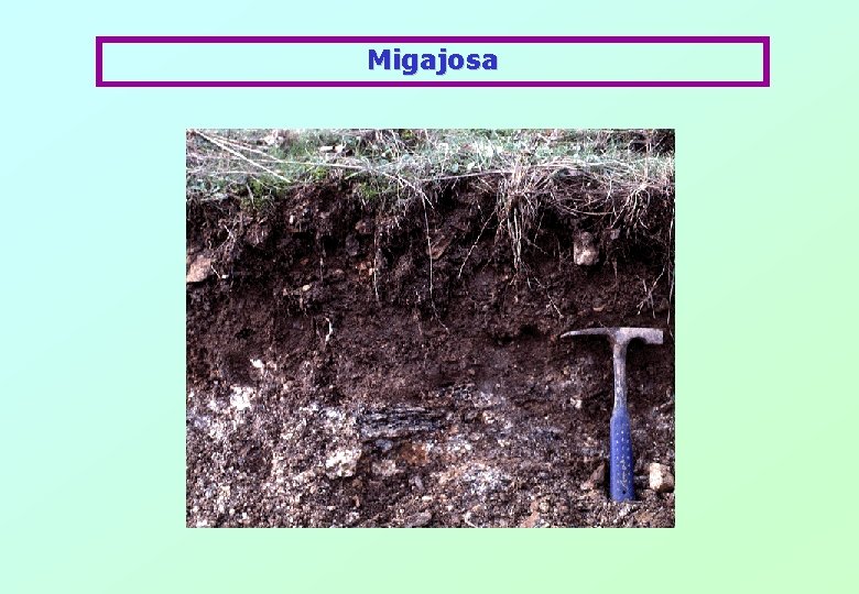 Migajosa 