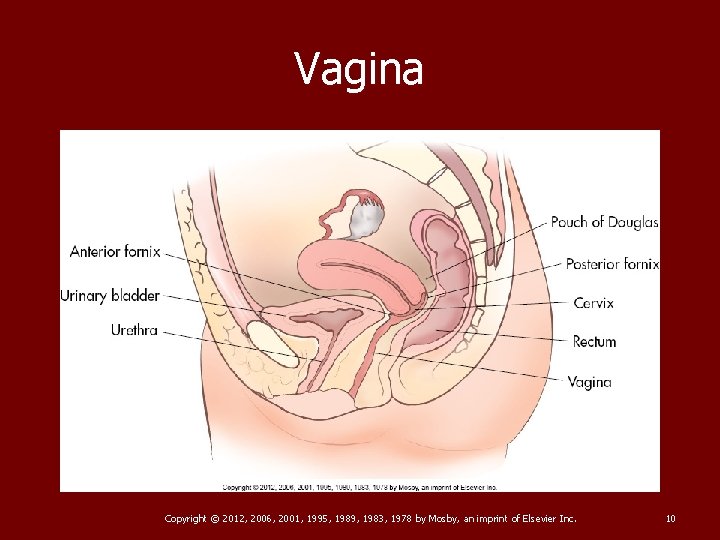Vagina Copyright © 2012, 2006, 2001, 1995, 1989, 1983, 1978 by Mosby, an imprint