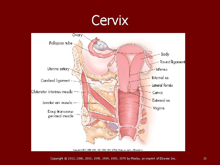 Cervix Copyright © 2012, 2006, 2001, 1995, 1989, 1983, 1978 by Mosby, an imprint