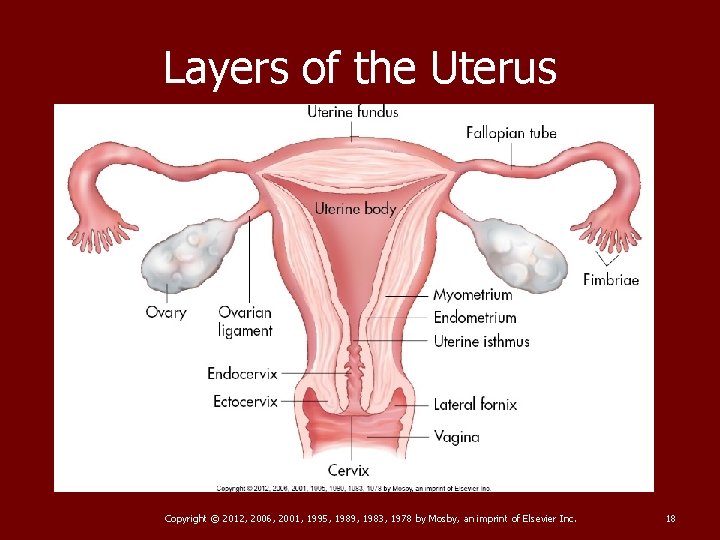 Layers of the Uterus Copyright © 2012, 2006, 2001, 1995, 1989, 1983, 1978 by