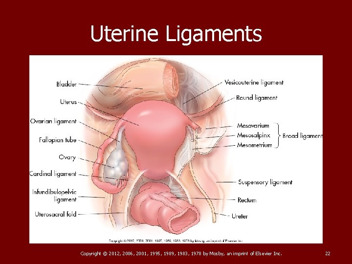 Uterine Ligaments Copyright © 2012, 2006, 2001, 1995, 1989, 1983, 1978 by Mosby, an