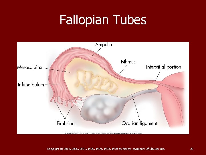 Fallopian Tubes Copyright © 2012, 2006, 2001, 1995, 1989, 1983, 1978 by Mosby, an