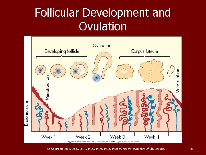 Follicular Development and Ovulation Copyright © 2012, 2006, 2001, 1995, 1989, 1983, 1978 by