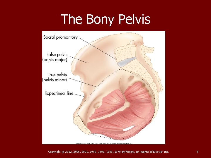 The Bony Pelvis Copyright © 2012, 2006, 2001, 1995, 1989, 1983, 1978 by Mosby,