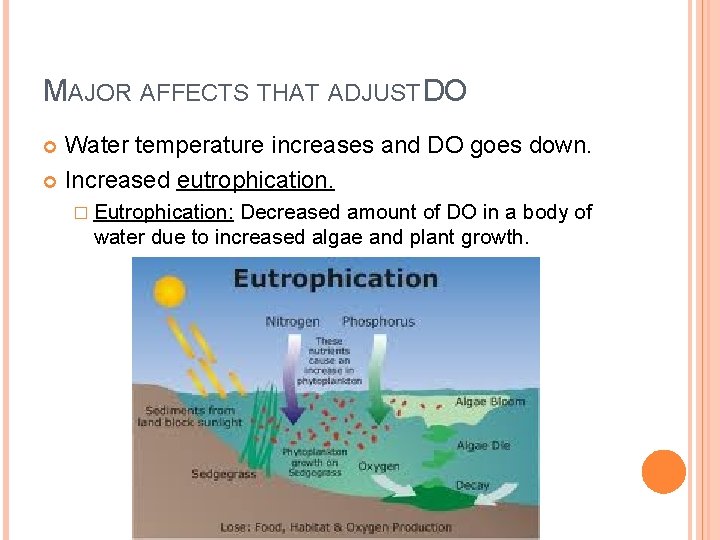 MAJOR AFFECTS THAT ADJUST DO Water temperature increases and DO goes down. Increased eutrophication.