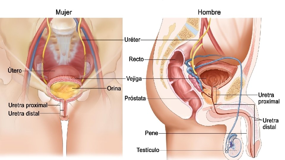 Uretra La uretra es la parte terminal del aparato urinario, conecta la vejiga con