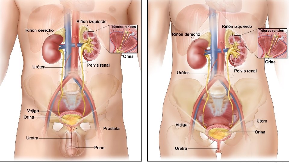 Aparato urinario El aparato urinario es un conjuntos de órganos cuya función principal es