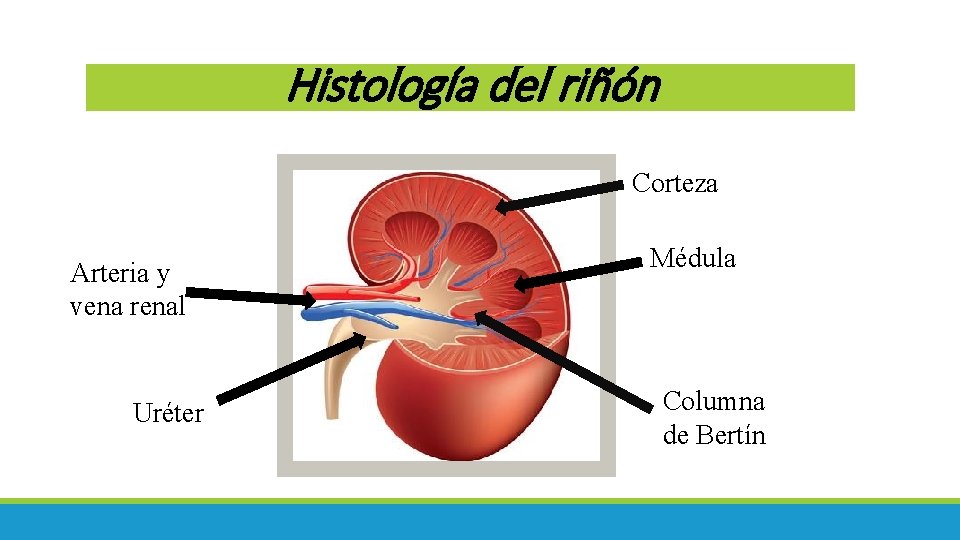 Histología del riñón Corteza Arteria y vena renal Uréter Médula Columna de Bertín 