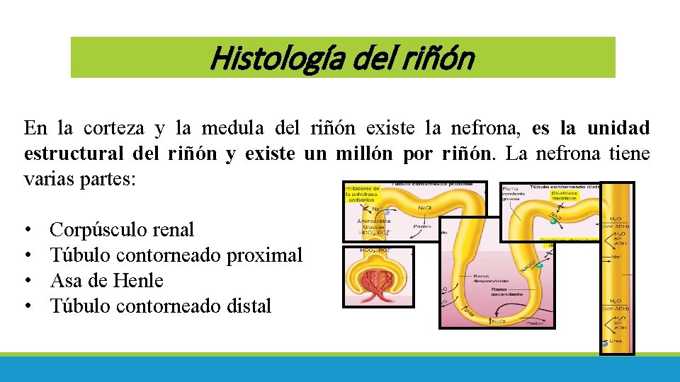 Histología del riñón En la corteza y la medula del riñón existe la nefrona,
