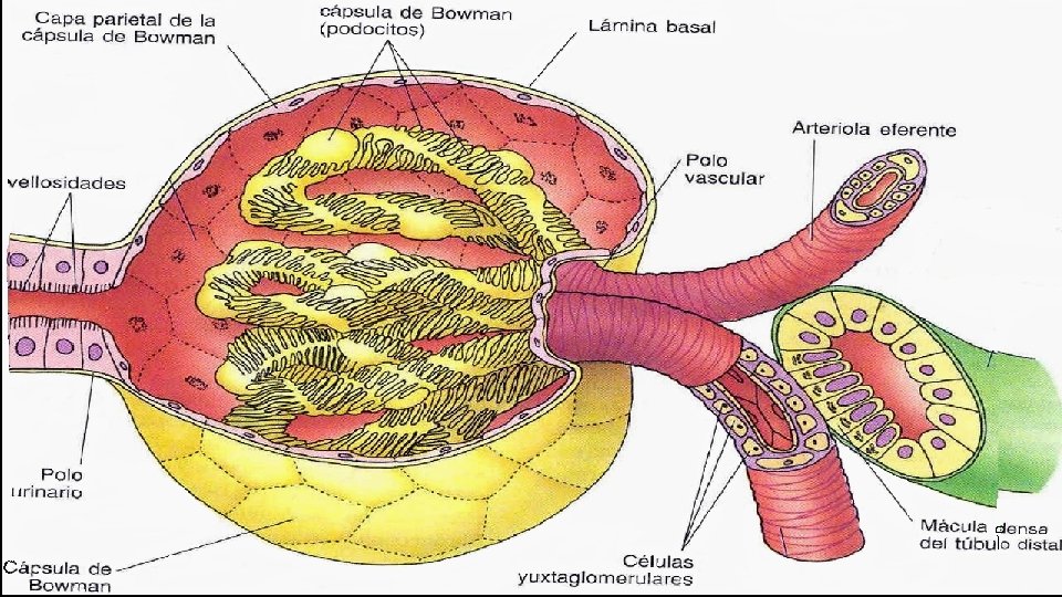 Nefrona El corpúsculo renal o de Malpighi es un saco ciego con una arteriola