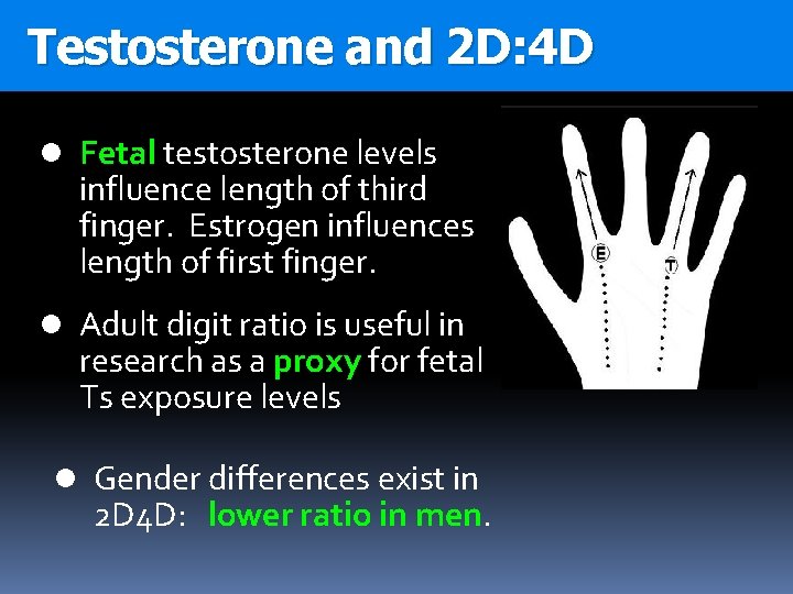 Testosterone and 2 D: 4 D l Fetal testosterone levels influence length of third
