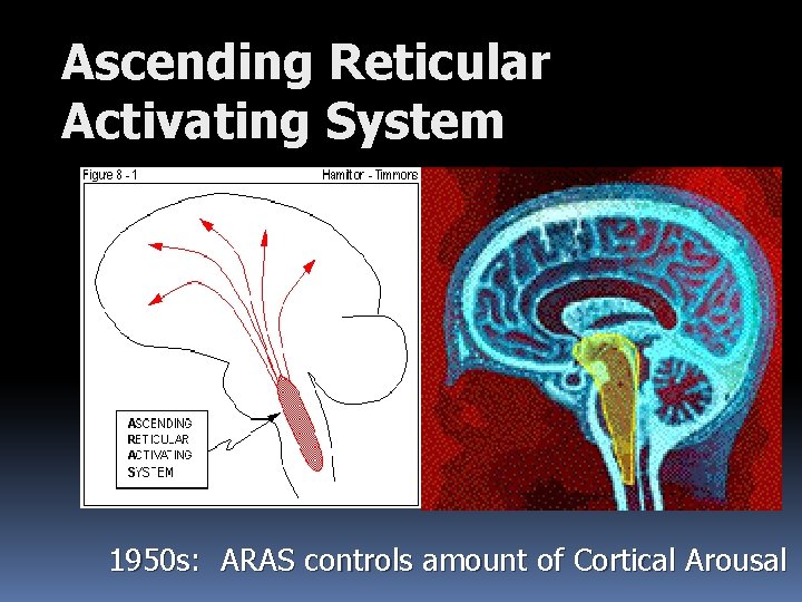 Ascending Reticular Activating System 1950 s: ARAS controls amount of Cortical Arousal 
