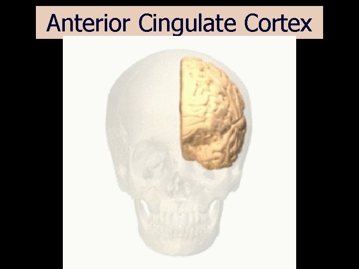 Anterior Cingulate Cortex 