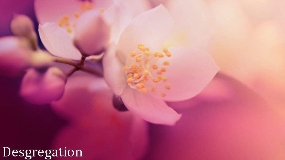 Desgregation Desgregation