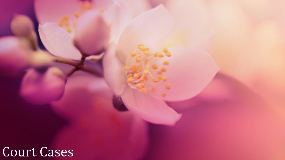 Court Cases Court Cases