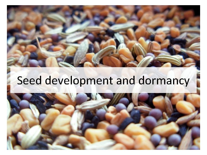 Seed development and dormancy 