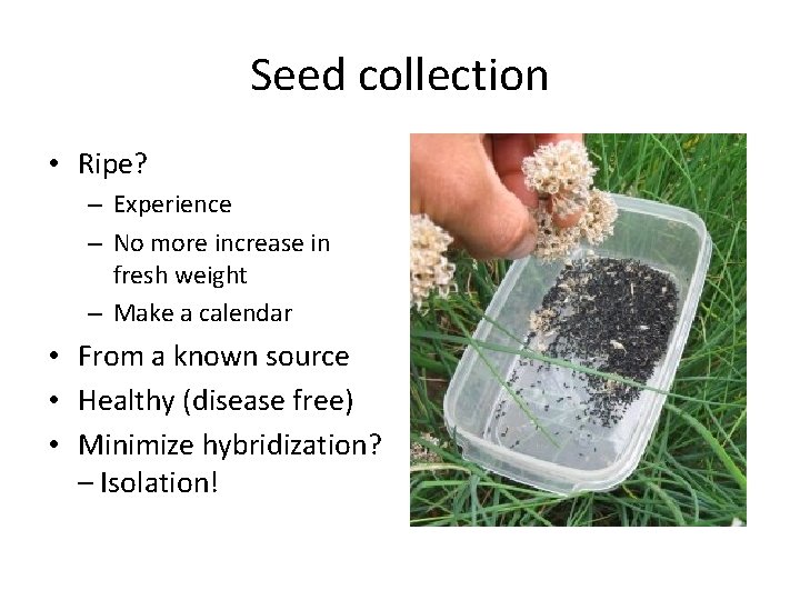 Seed collection • Ripe? – Experience – No more increase in fresh weight –