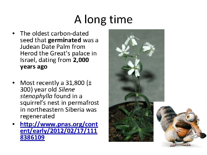 A long time • The oldest carbon-dated seed that germinated was a Judean Date