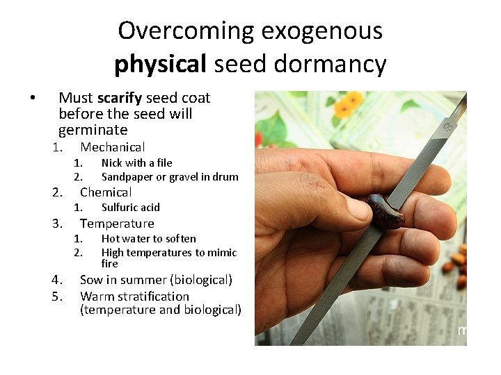 Overcoming exogenous physical seed dormancy • Must scarify seed coat before the seed will