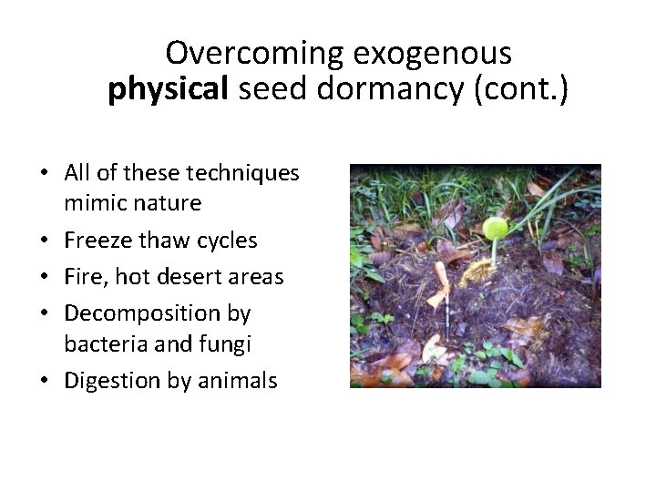 Overcoming exogenous physical seed dormancy (cont. ) • All of these techniques mimic nature