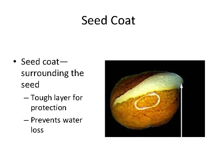 Seed Coat • Seed coat— surrounding the seed – Tough layer for protection –