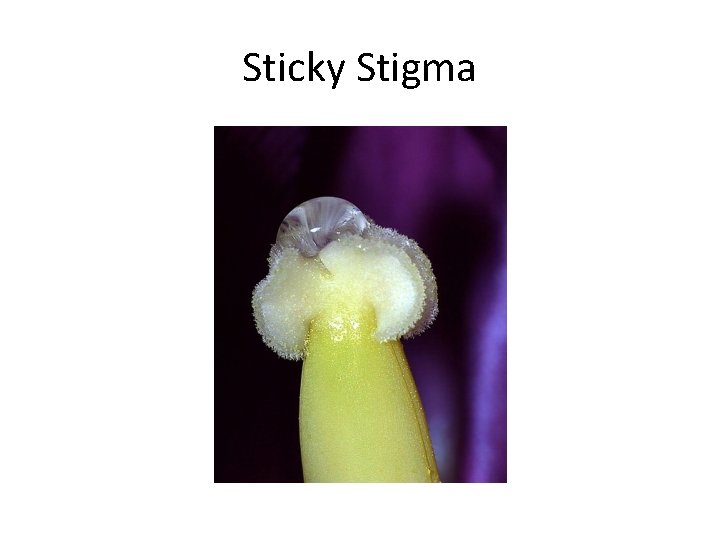 Sticky Stigma 