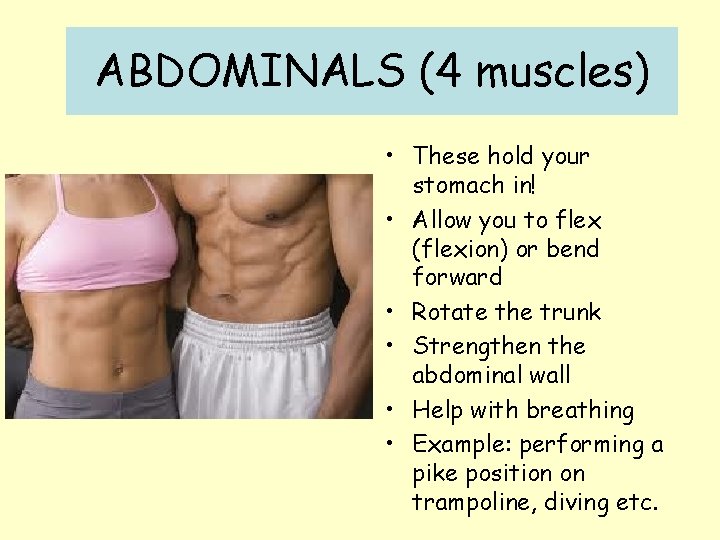 ABDOMINALS (4 muscles) • These hold your stomach in! • Allow you to flex