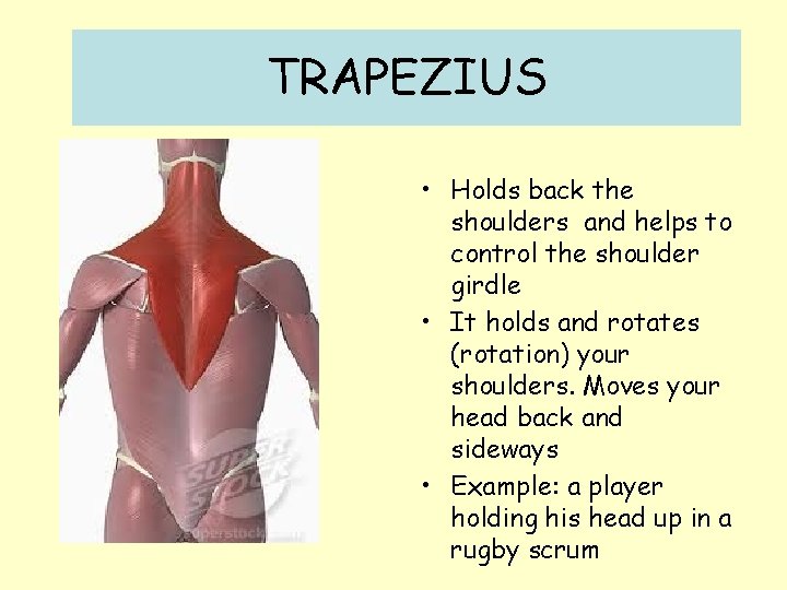 TRAPEZIUS • Holds back the shoulders and helps to control the shoulder girdle •