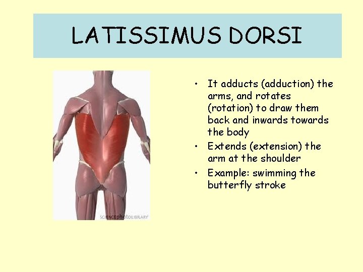 LATISSIMUS DORSI • It adducts (adduction) the arms, and rotates (rotation) to draw them