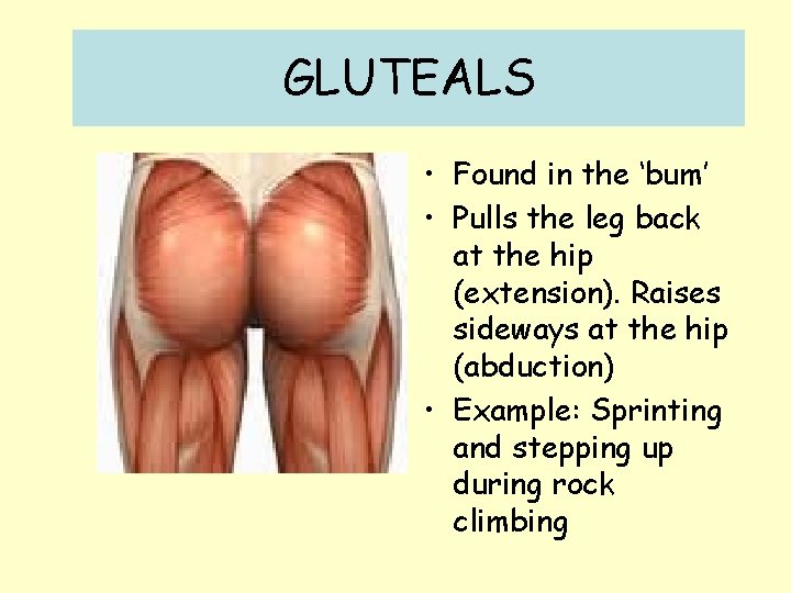 GLUTEALS • Found in the ‘bum’ • Pulls the leg back at the hip