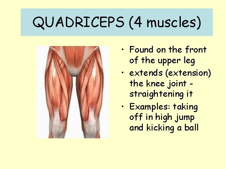QUADRICEPS (4 muscles) • Found on the front of the upper leg • extends