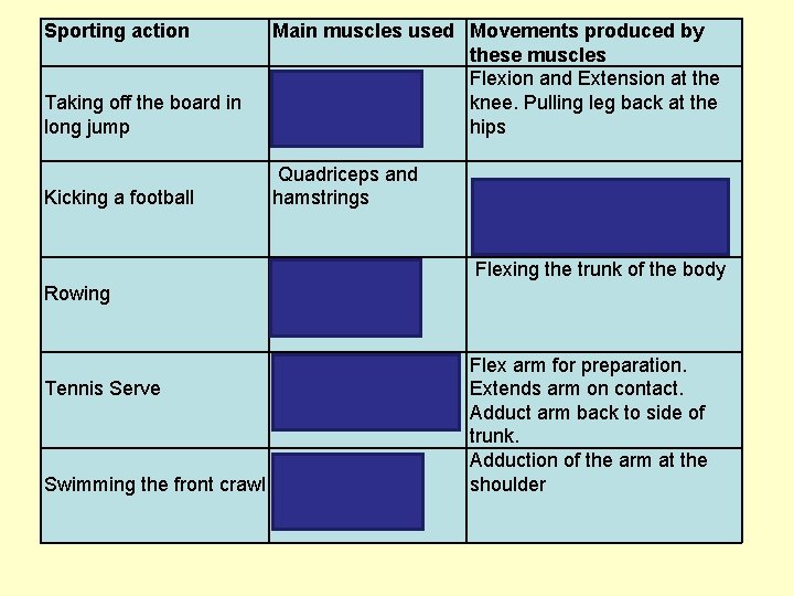 Sporting action Taking off the board in long jump Main muscles used Movements produced
