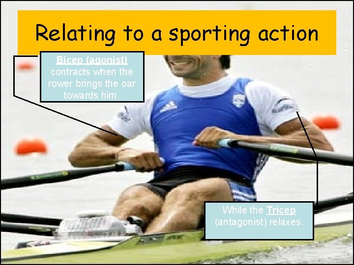 Relating to a sporting action Bicep (agonist) contracts when the rower brings the oar