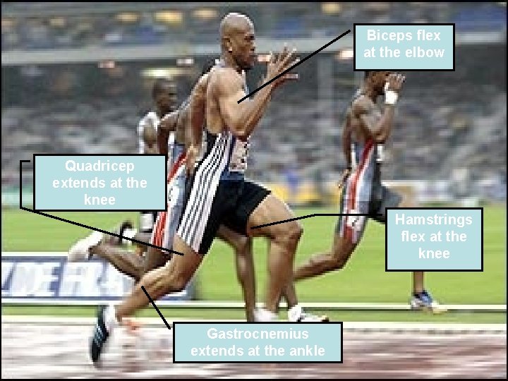 Biceps flex at the elbow Quadricep extends at the knee Hamstrings flex at the