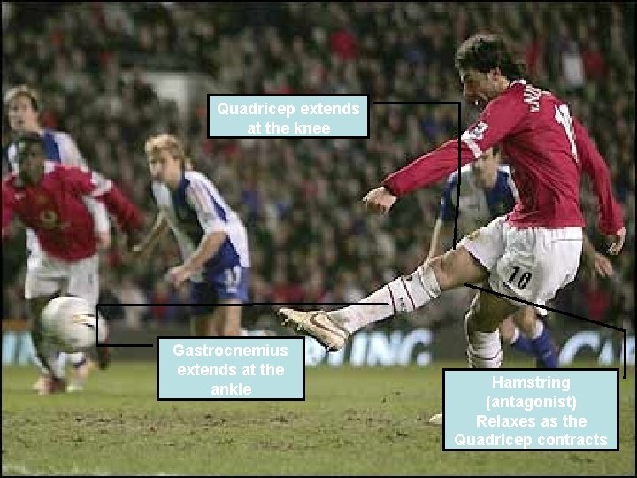 Quadricep extends at the knee Gastrocnemius extends at the ankle Hamstring (antagonist) Relaxes as