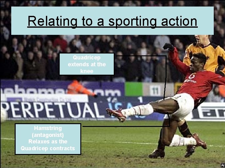 Relating to a sporting action Quadricep extends at the knee Hamstring (antagonist) Relaxes as