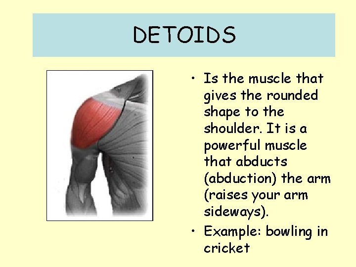 DETOIDS • Is the muscle that gives the rounded shape to the shoulder. It