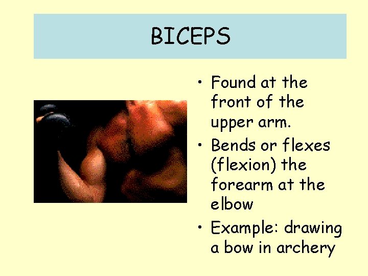 BICEPS • Found at the front of the upper arm. • Bends or flexes