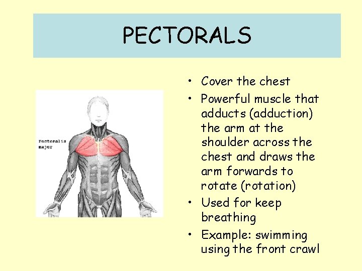 PECTORALS • Cover the chest • Powerful muscle that adducts (adduction) the arm at