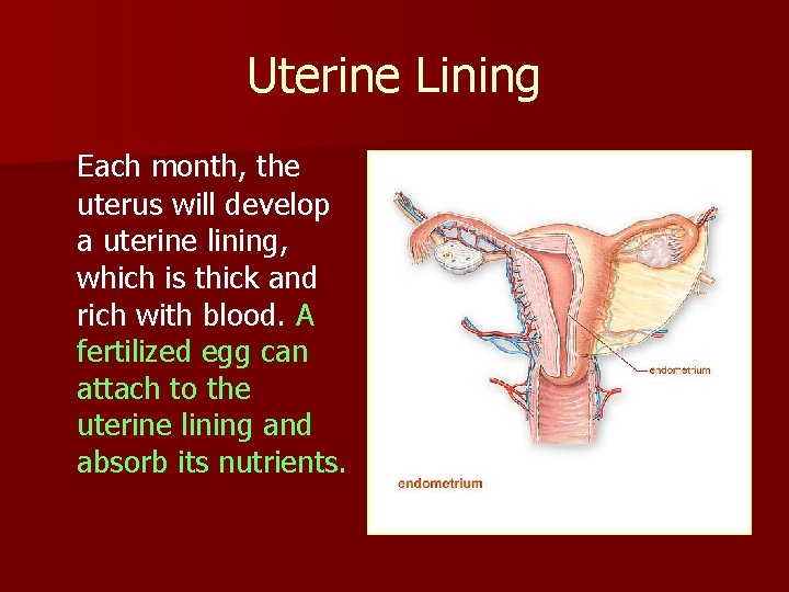 Uterine Lining Each month, the uterus will develop a uterine lining, which is thick