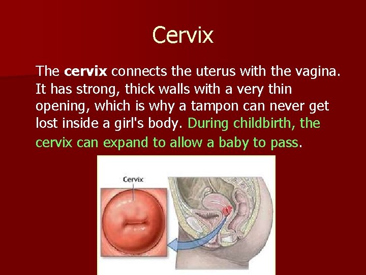 Cervix The cervix connects the uterus with the vagina. It has strong, thick walls