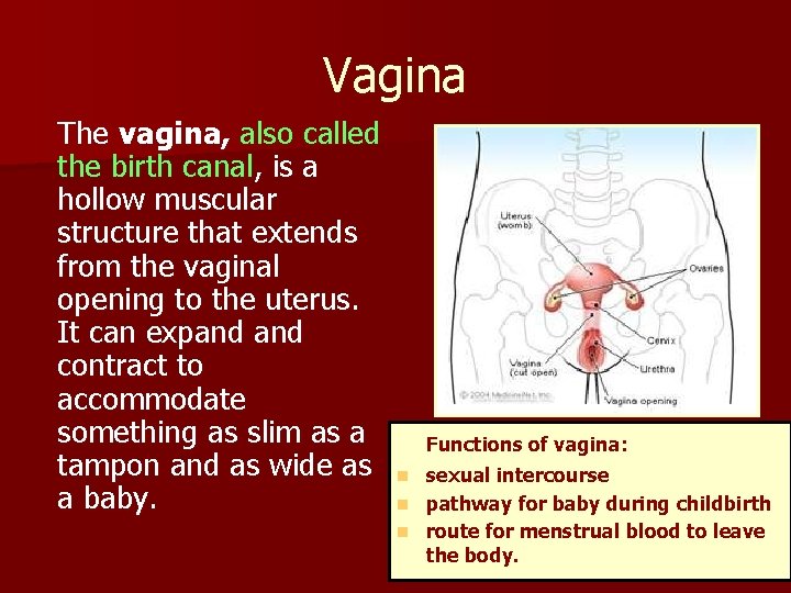 Vagina The vagina, also called the birth canal, is a hollow muscular structure that